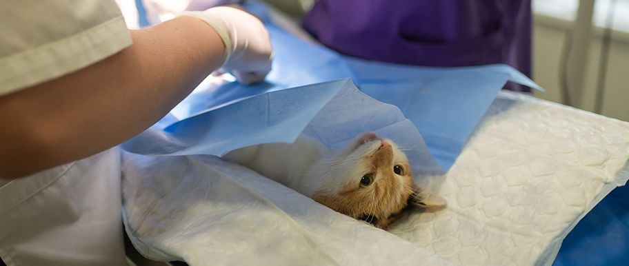 hospitalisation d’un chat